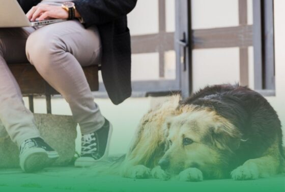 Abandono animal: una realidad que podemos cambiar